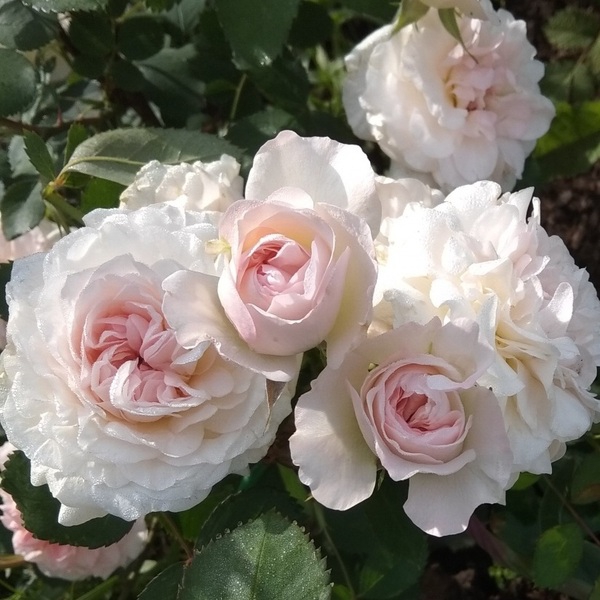 Морден Блаш Morden Blush