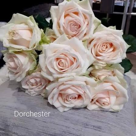 Дорчестер - Dorchester