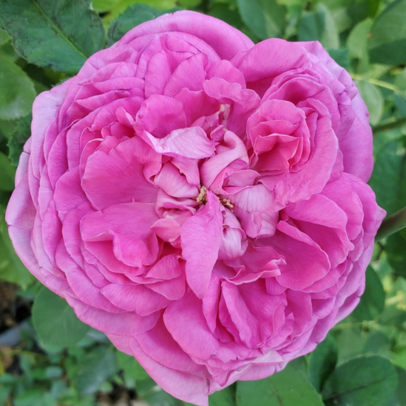 Ла Рейн (La Reine)