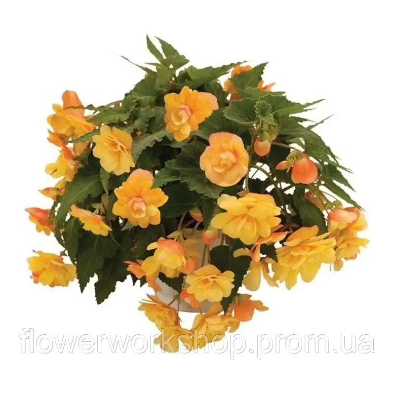 Бегонія ампельна Illumination Apricot ( в горщику )