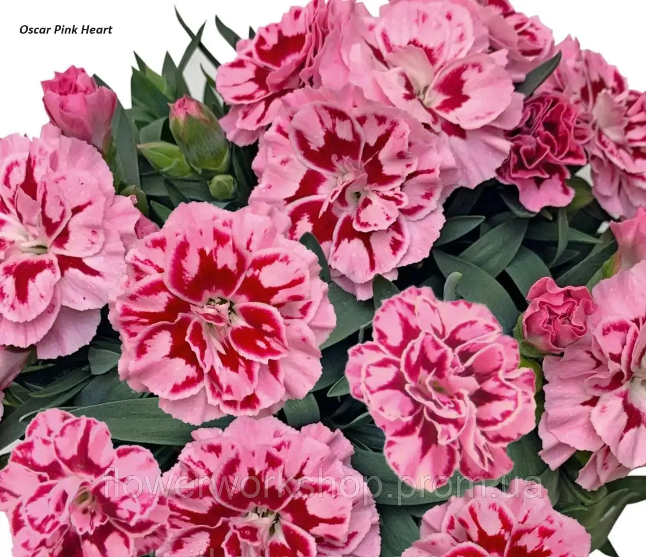 Гвоздика Oscar Pink Heart (касетна розсада)