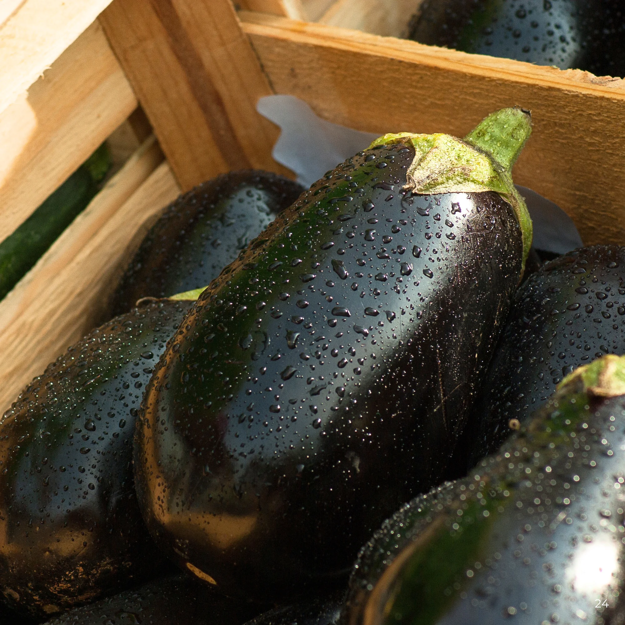 Баклажан Каптан F1  250 нас