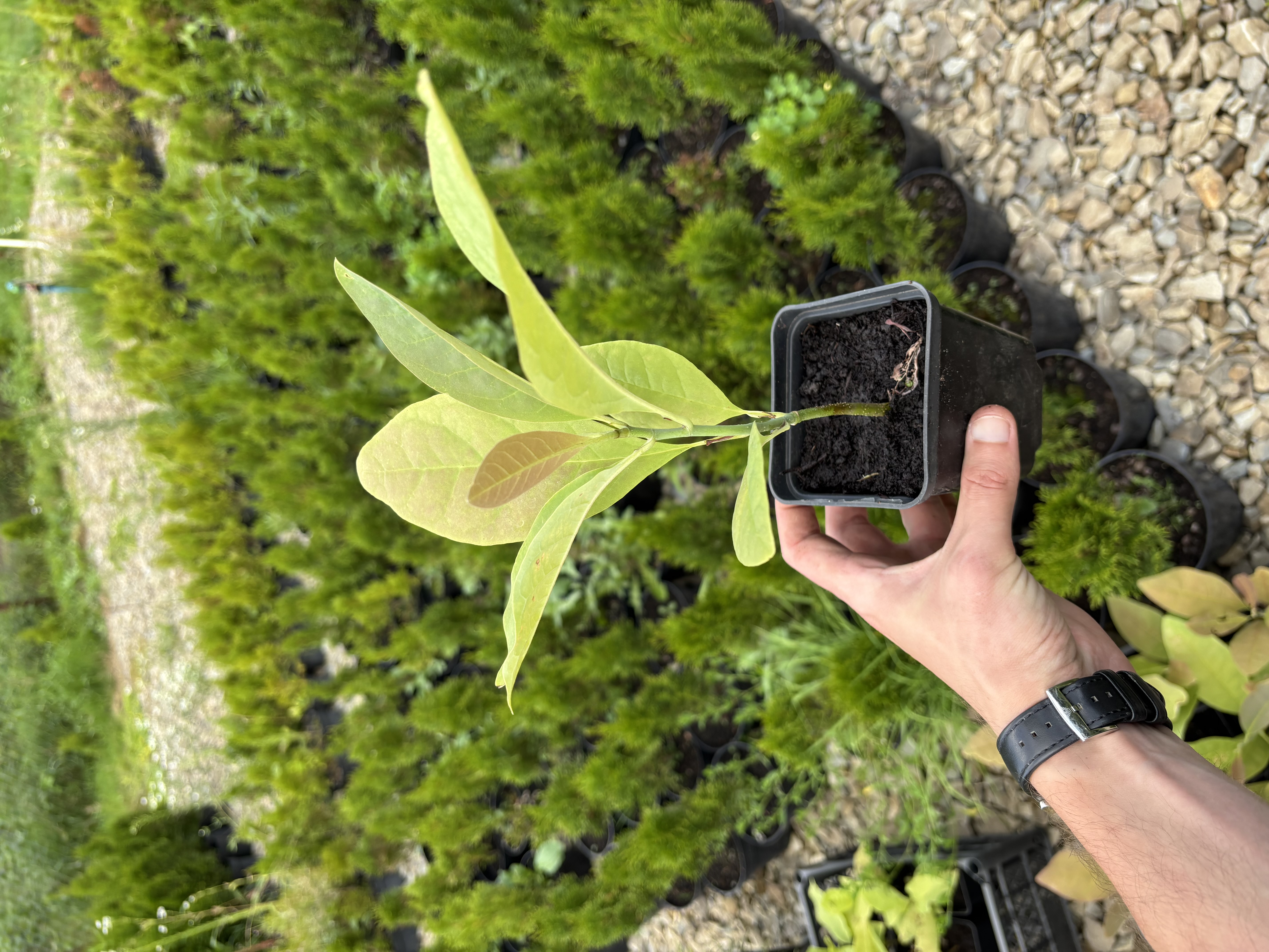 Магнолія лікарська