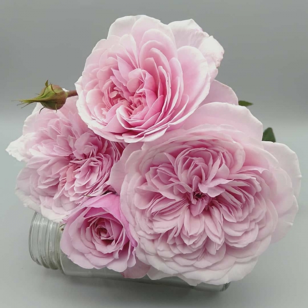 Світ Антік (спрей) — Sweet Antike