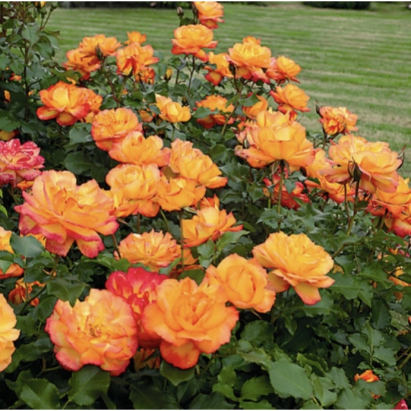 Сахара — Sahara