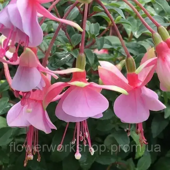 Фуксія Shadow Dancer Paloma (касетна розсада)