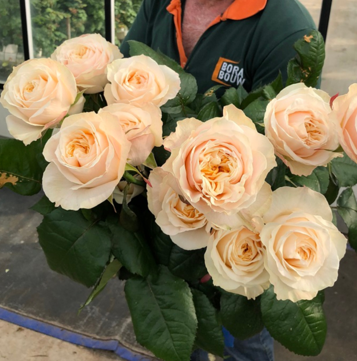 Троянда Вікторіан Піч 2р (ЗКС)