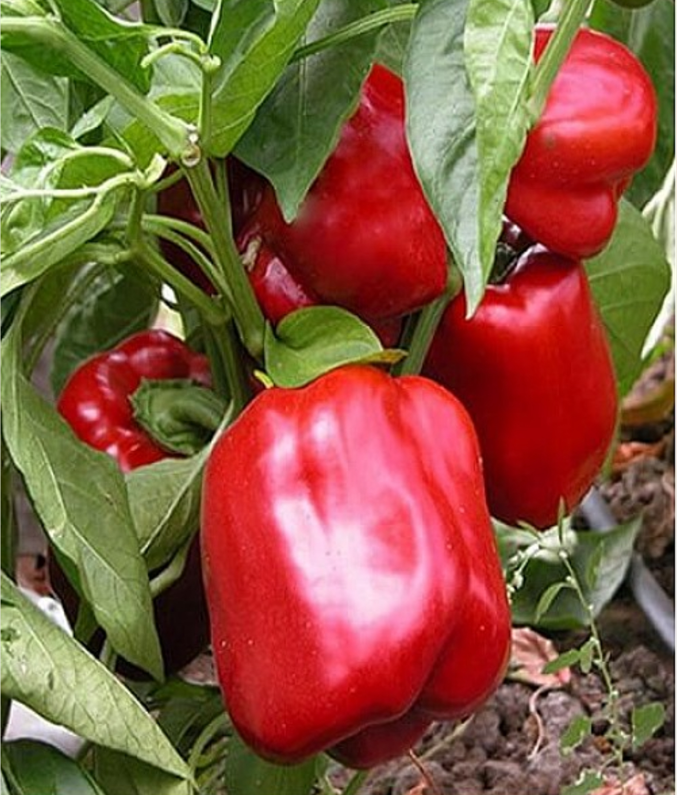 Перець Каліфорнійське чудо 0,3 г PL (АМ)