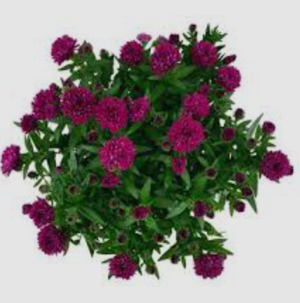 Айстра Showmakers Magenta в горщику р.12