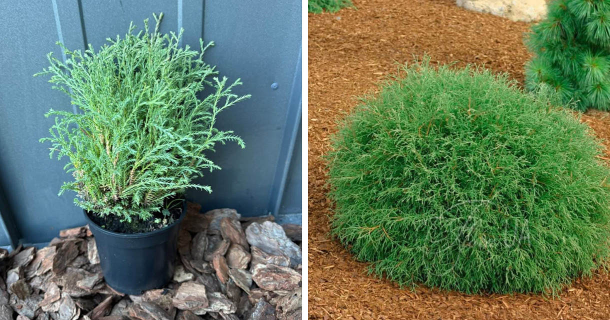 Туя боулінг бол 1,5 л