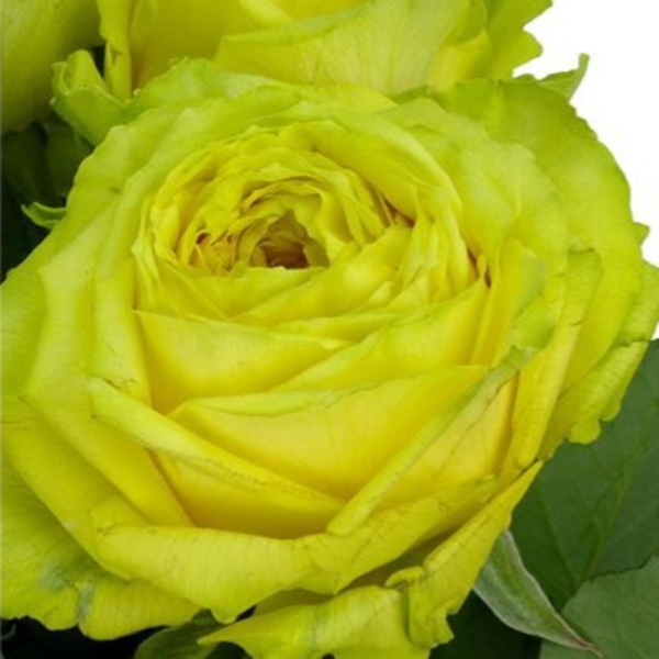 Кантрі Спіріт Папілон — Country Spirit Papillon