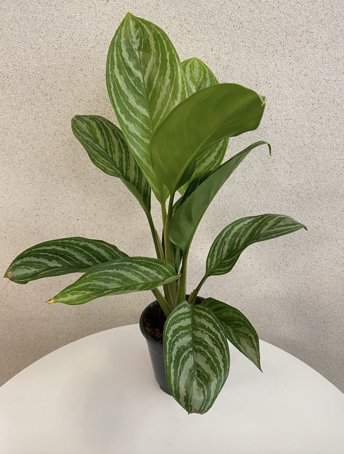 Aglaonema