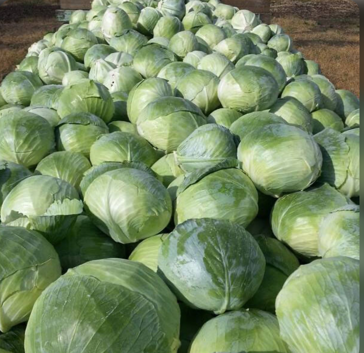 Капуста Агрессор F1 б/к (20 н.) SG