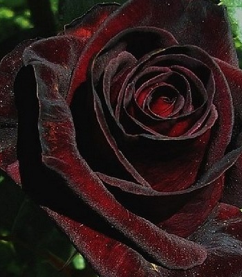 🌹 Троянда ч/г "Чорний Принц"