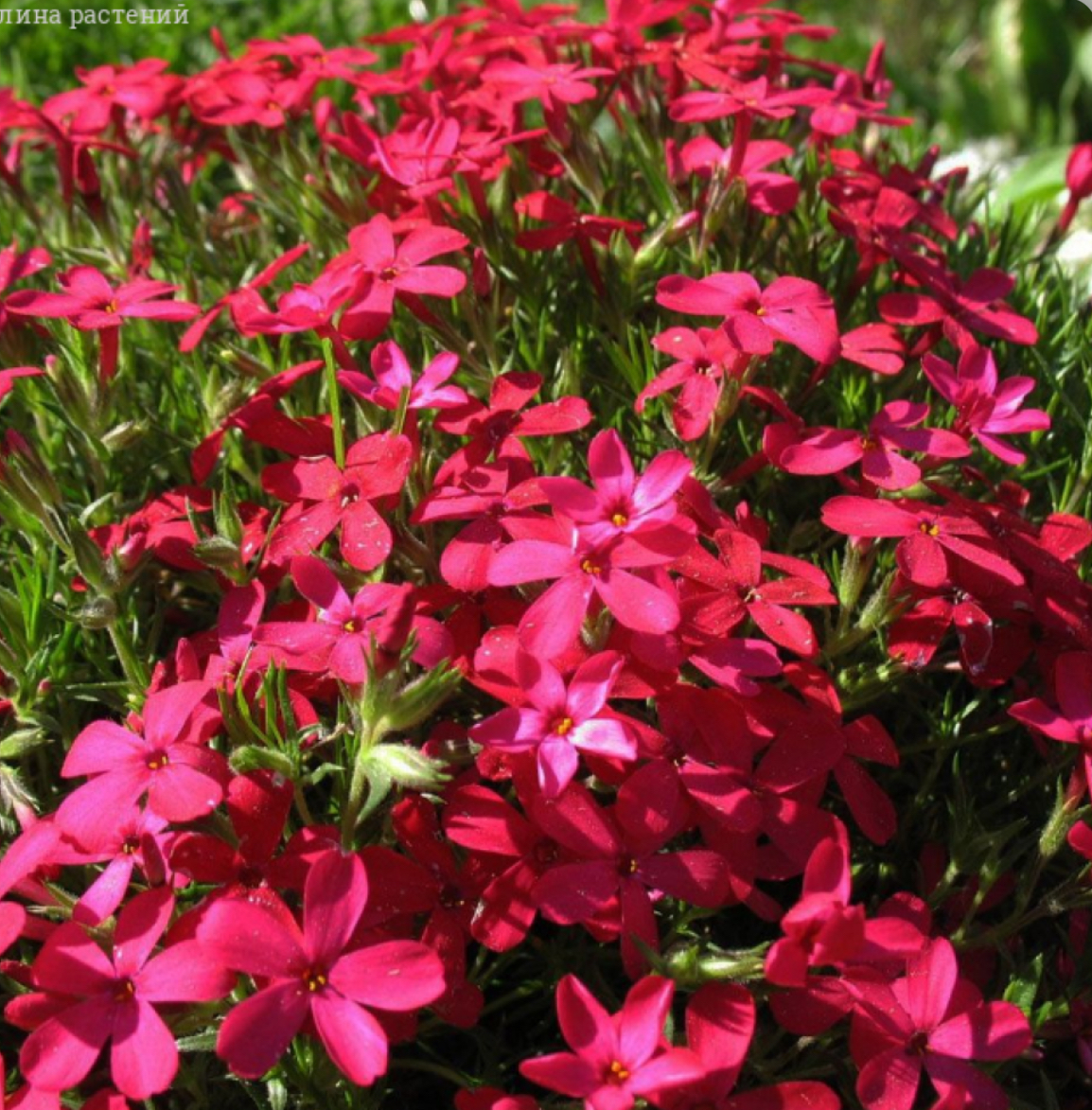 Флокс крекер джек р9