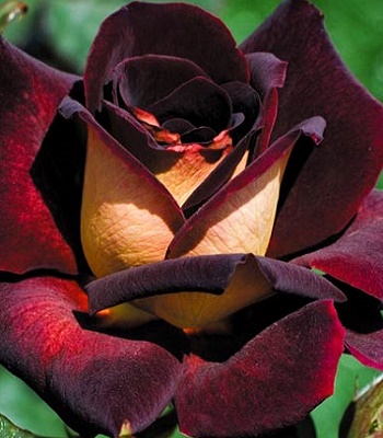 🌹 Троянда чайно-гібридна "Едді Мітчел" (Eddy Mitchell)