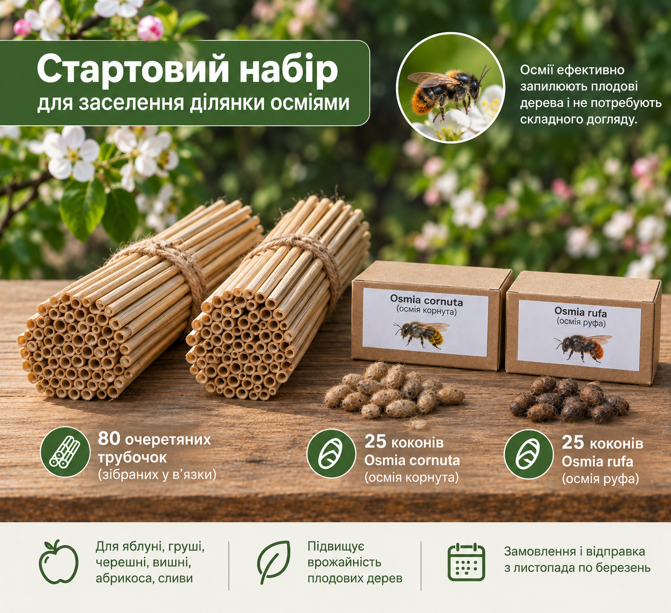 Стартовий набір осмій для запилення саду: Осмія корнута та Осмія руфа (50 коконів + 80 очеретяних трубочок)