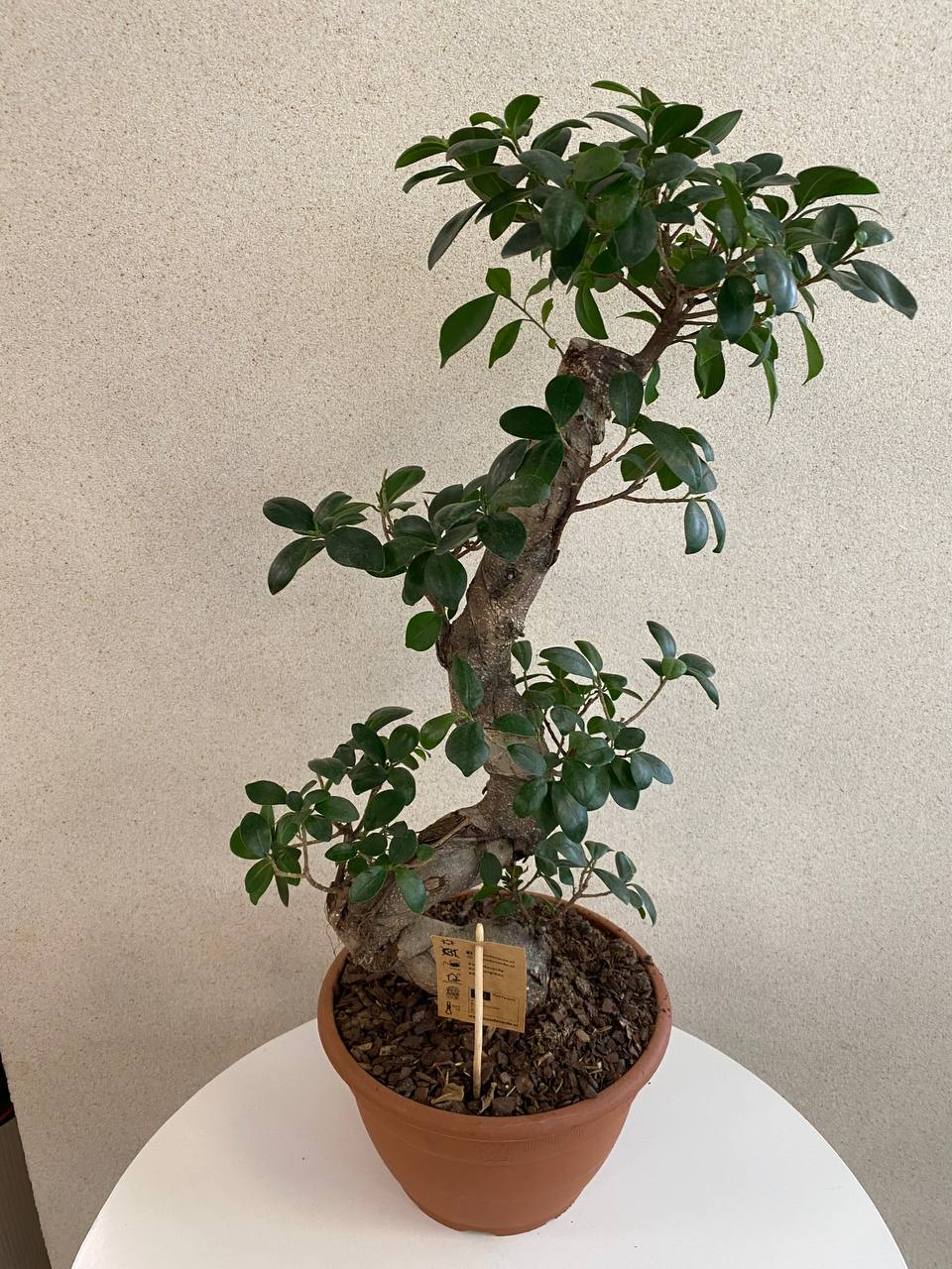 Ficus 