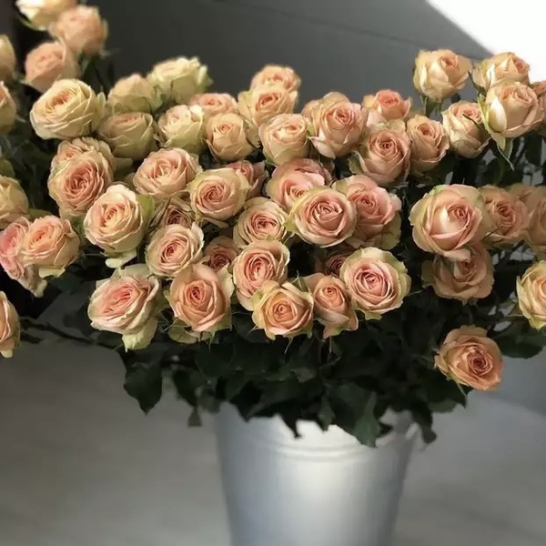 Еден Романтива — Eden Romantika