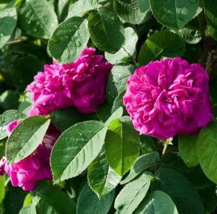 Роза де Решт (Rose de Resht)