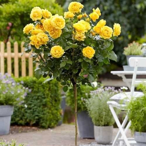 Троянда на штамбі Соломіо