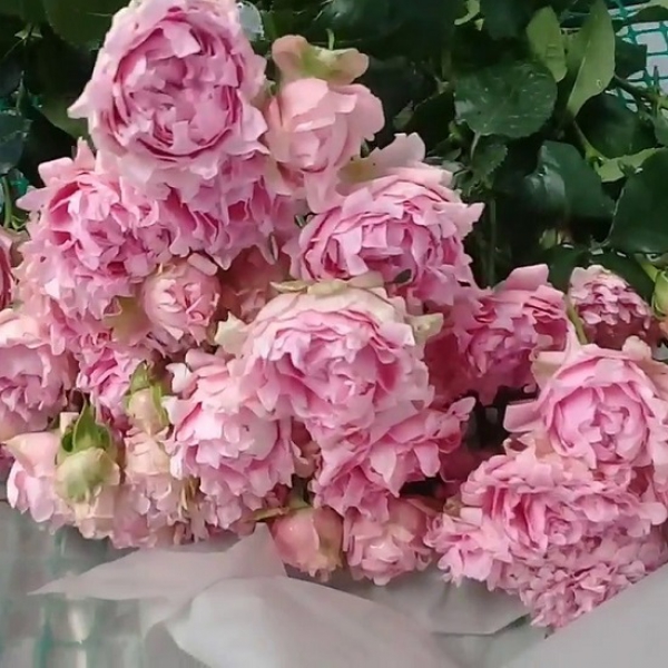 Кенді Флоу (спрей) — Candy Flow