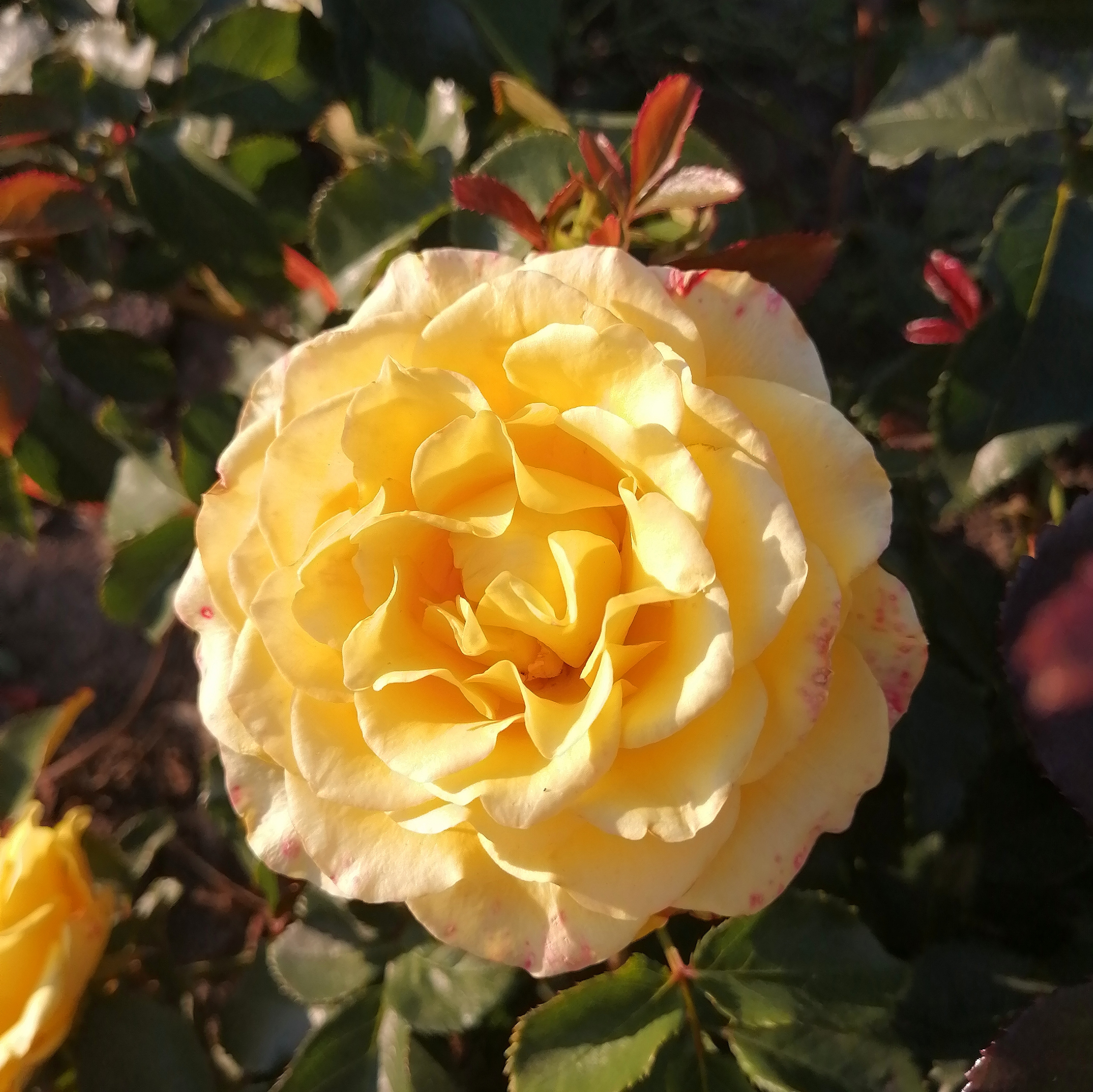 ГОЛД ФІШ( Gold Fish) зрізочна чайногібридна новинка