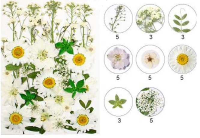 Mix Pressed  Flowers ( 34 pcs pack )
