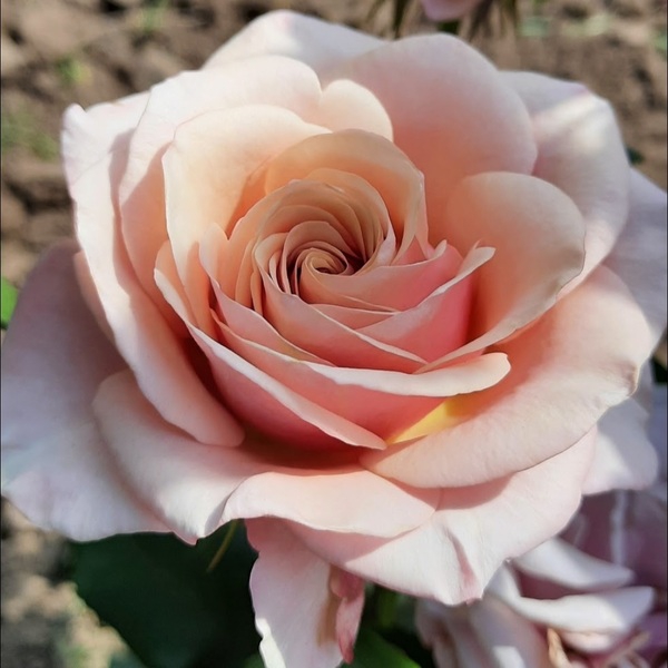 Ту Фейс — Two Faces