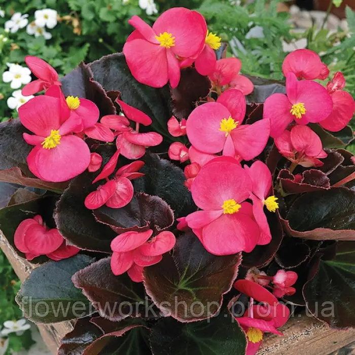 Бегонія вічноквітуча Semperflorens New Globe Rose (касетна розсада)