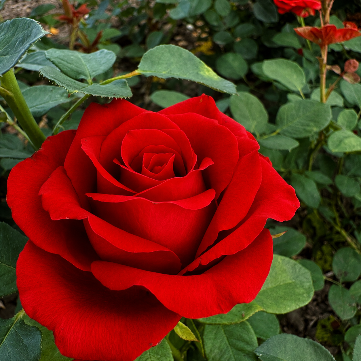 Ред Таказі (Red Takazi)