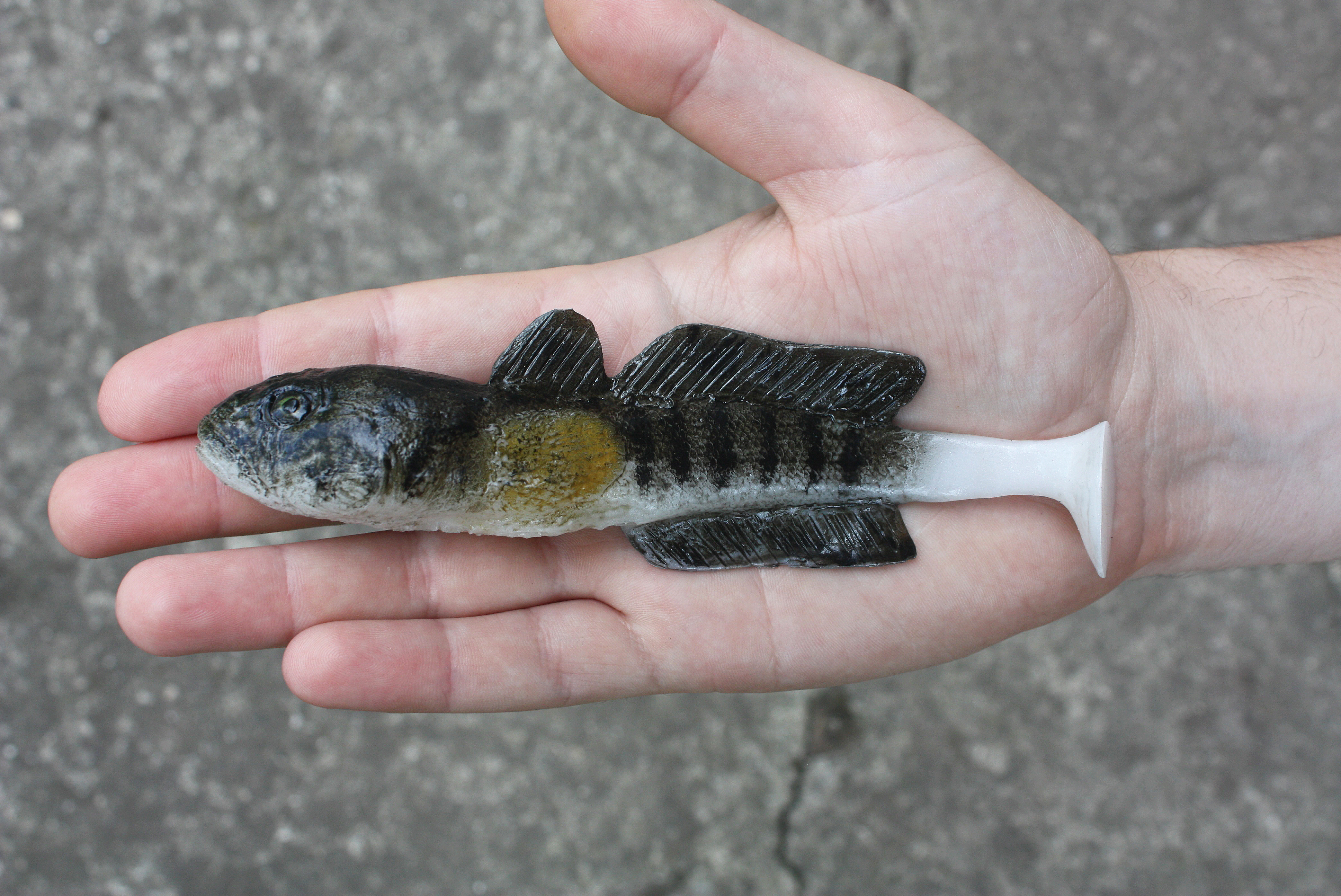 A&S Goby 6