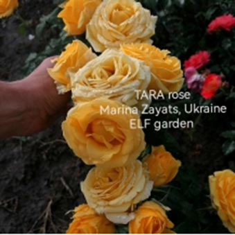 ТАРА (Tara)