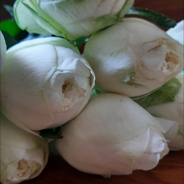 Пур Блонд — Pure Blonde