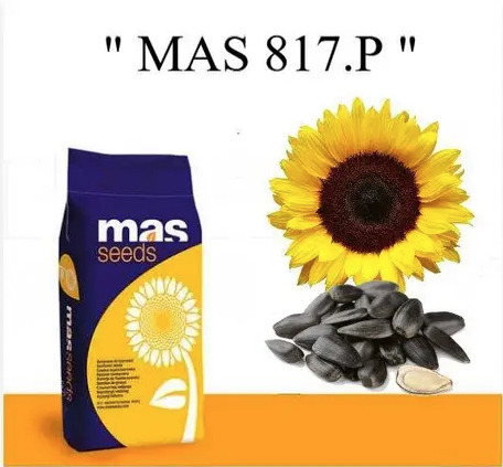 Насіння соняшнику MAS 817.Р MAS Seeds, насіння високоврожайного соняшнику Мас сідс