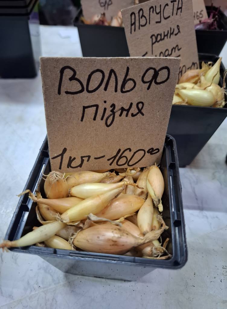 Цибуля Вольф
