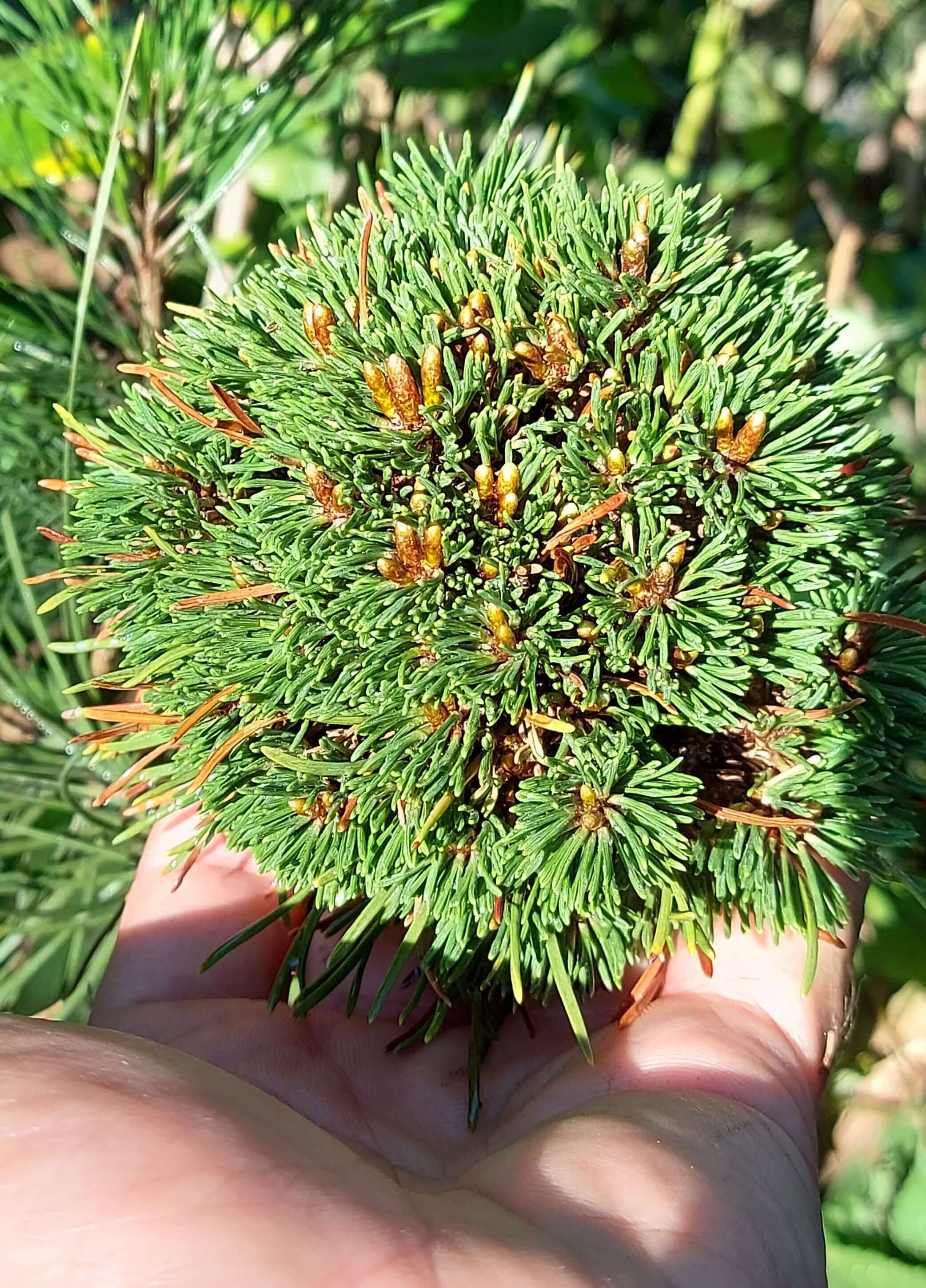 Сосна гірська 'Міхалек'  (Pinus mugo 'Michalek')