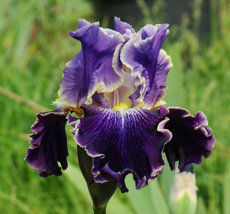 Belle Fille/Бел Філь