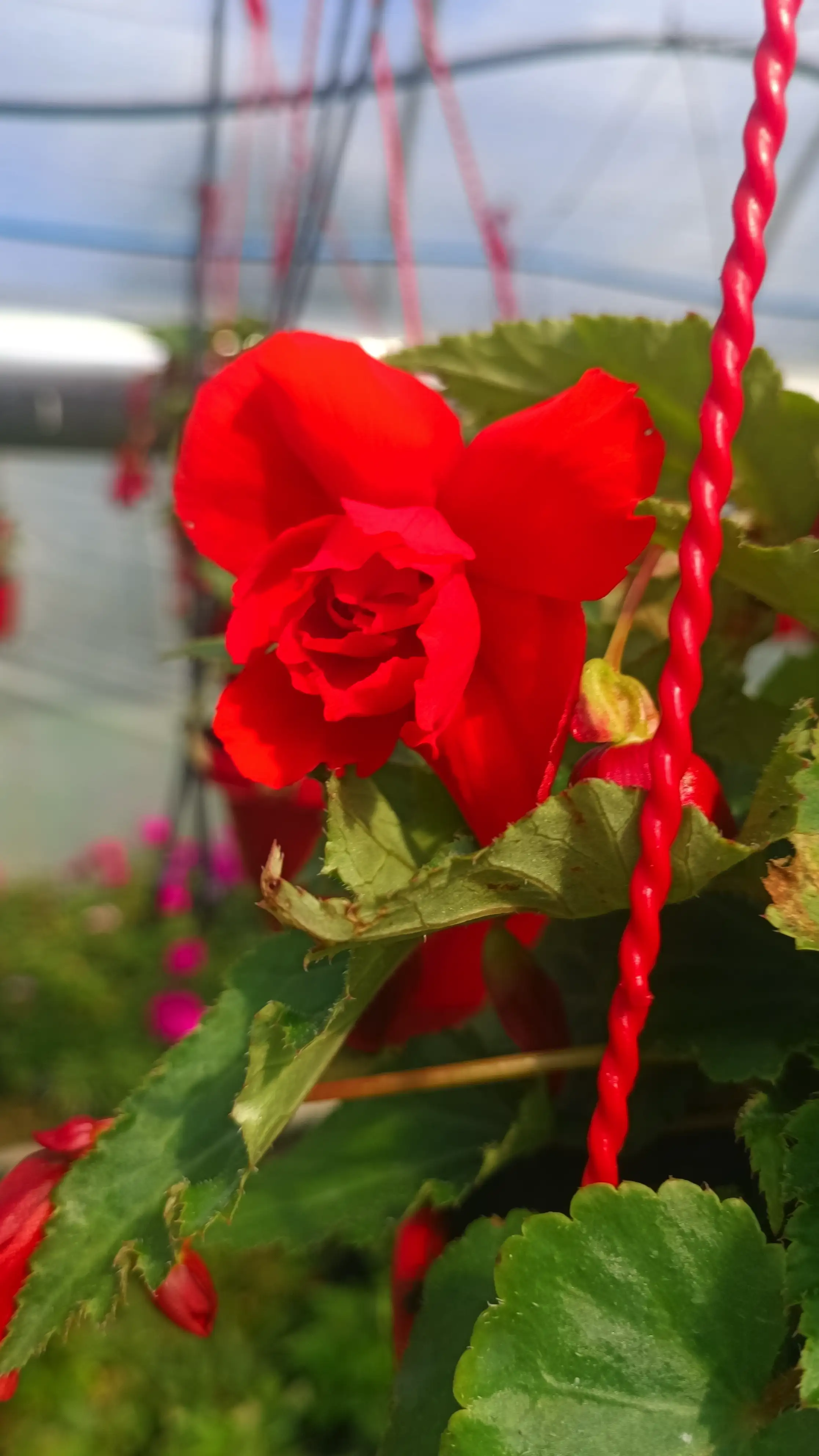 Бегонія Tuberhybrida GO!Early Orange (касетна розсада)