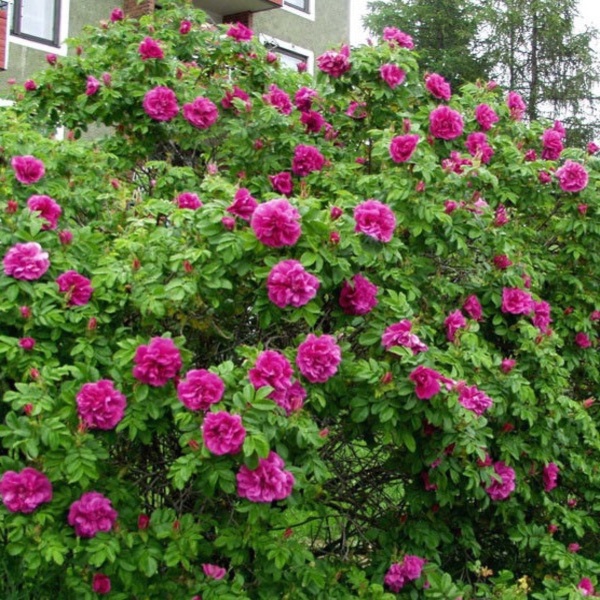 Цариця Півночі — Empress of the North (ругоза)