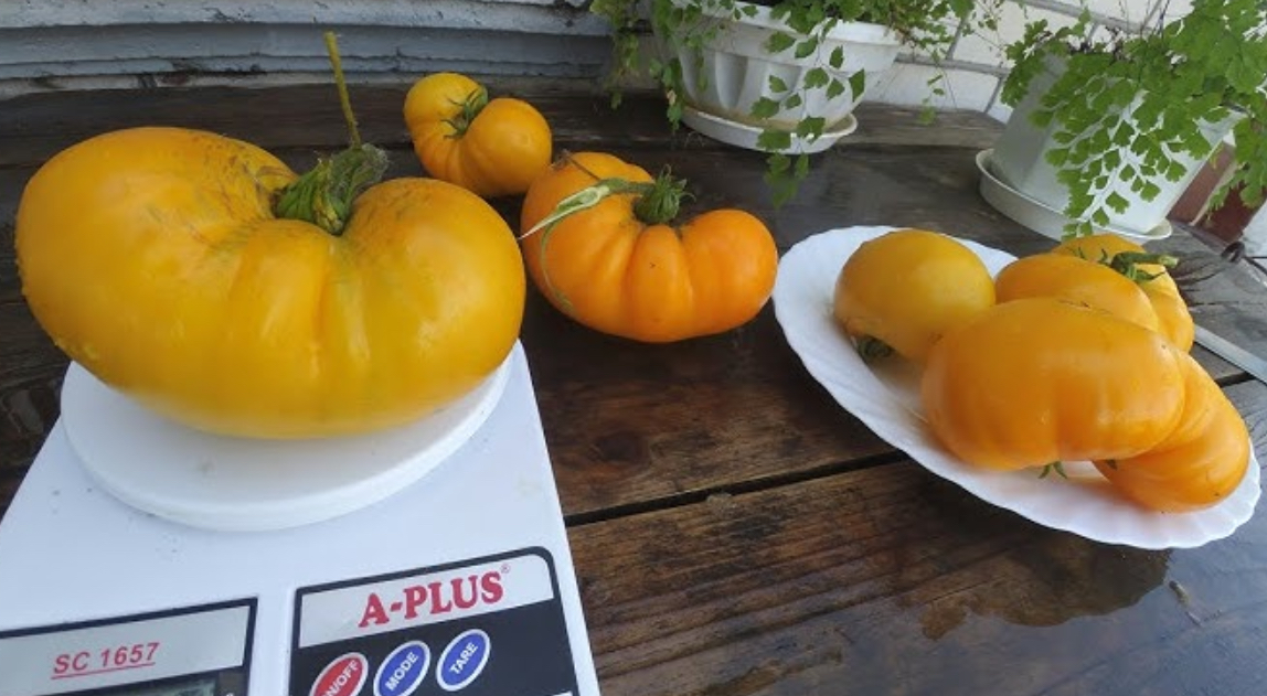 Помідори Лимонний Гігант 0,2 г (АМ)