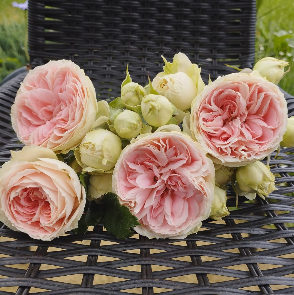 Помпон Фловер Циркус (Pompon Flower Circus)