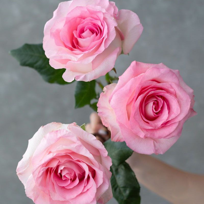 Мандала (Mandala)