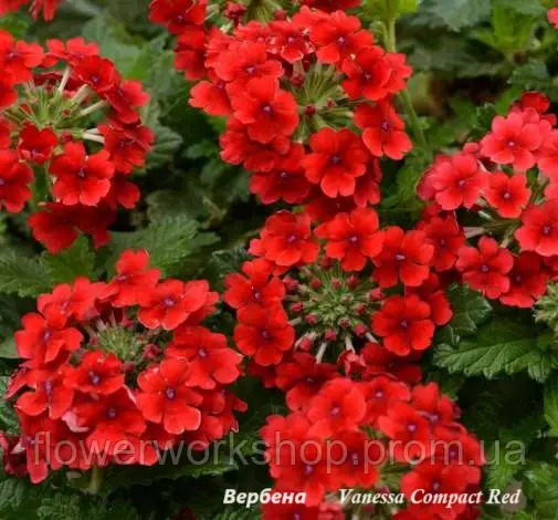 Вербена  Vanessa Compact Red ( в горщику )