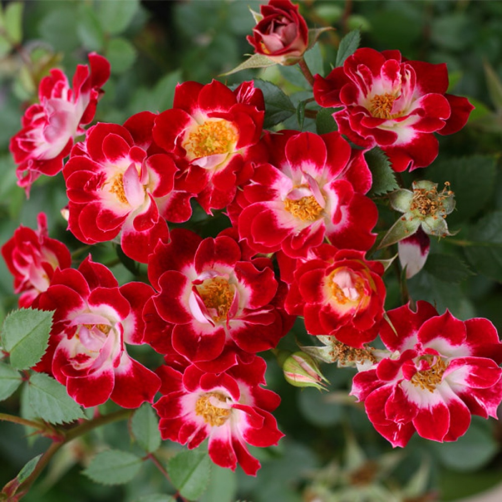 Літл Артіст - Little Artist