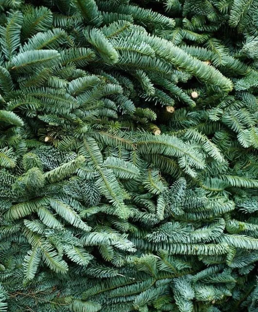 Гілки Нобіліс (банч 5 кг)