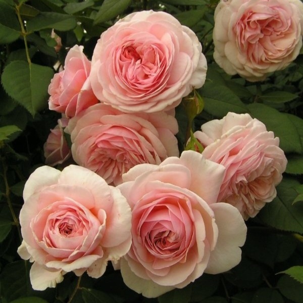 Е Шропшир Лед — A Shropshire Lad