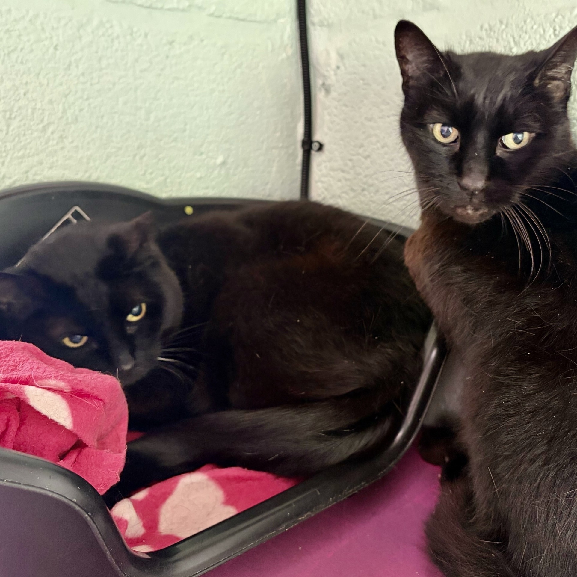 Oswald & Kiki