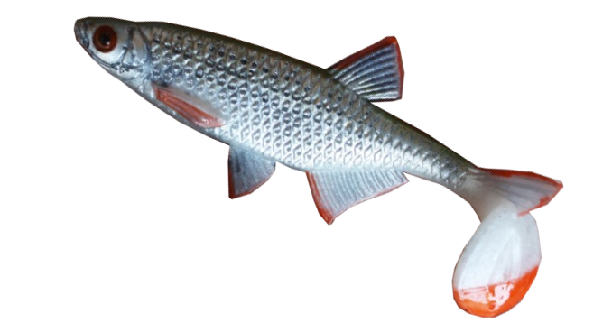 Alburnus Shad 4.2