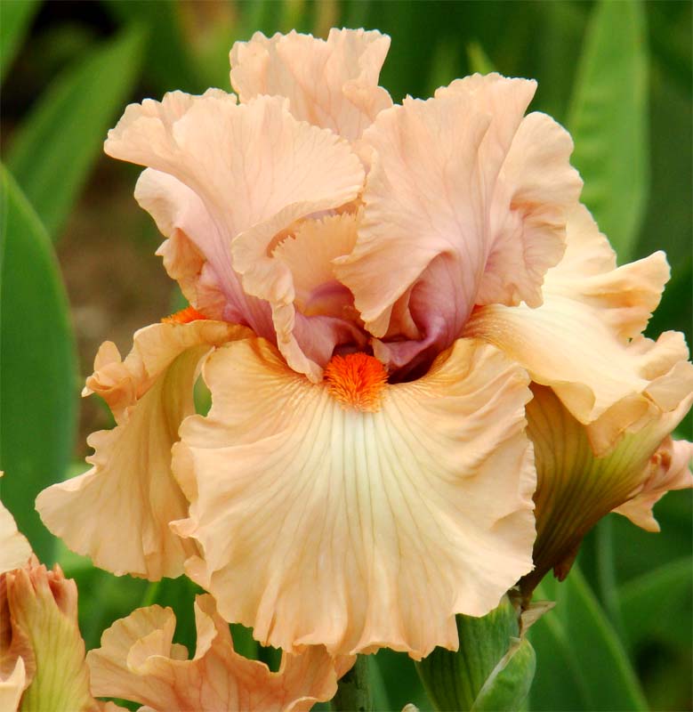 Bell Esprit/Бел Еспріт